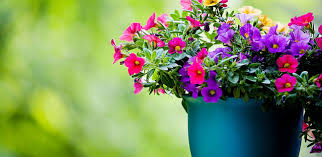Valueflora Voucher Codes for Floral Delights