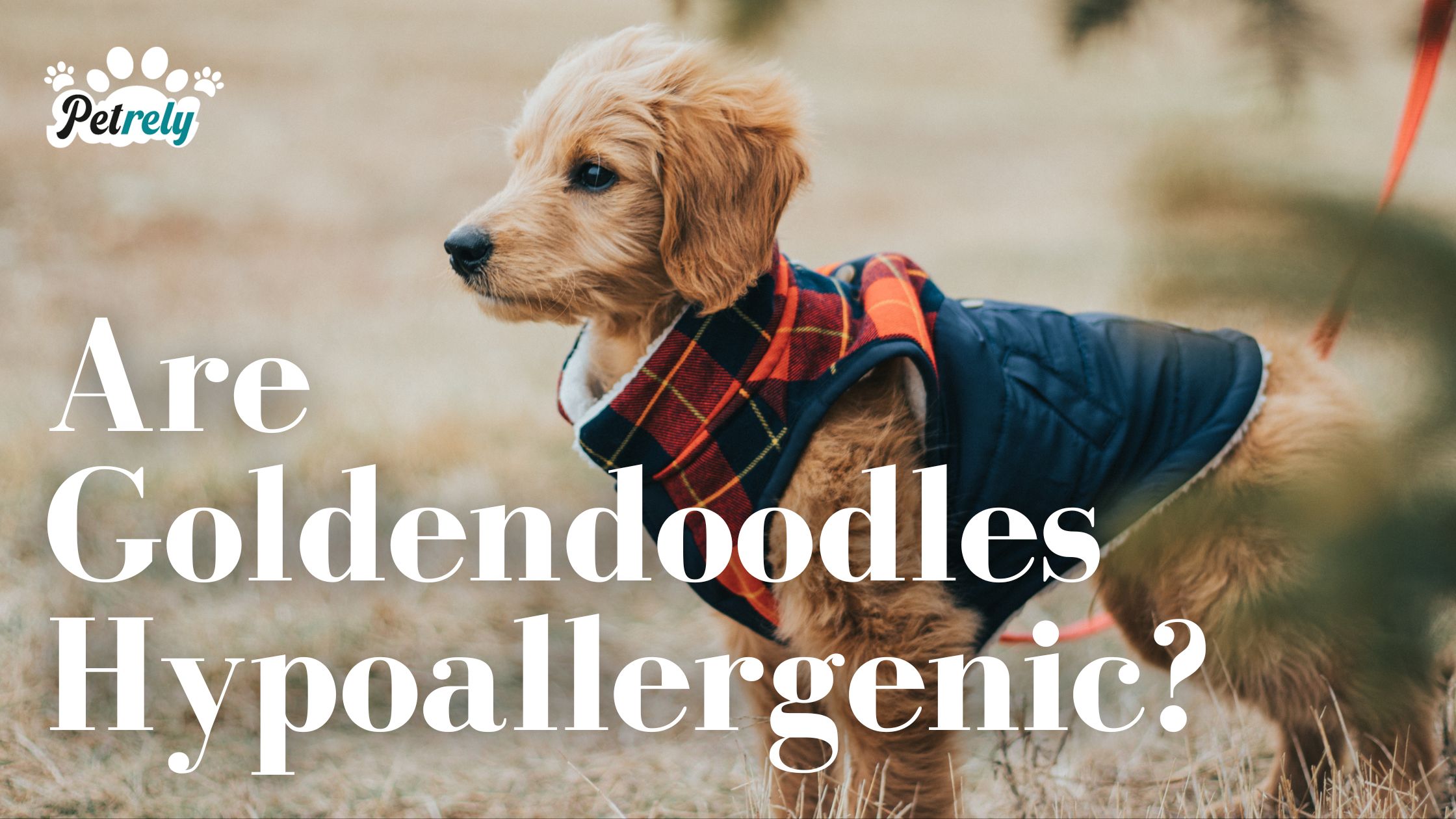 Are Goldendoodles Hypoallergenic to Their Owners?
