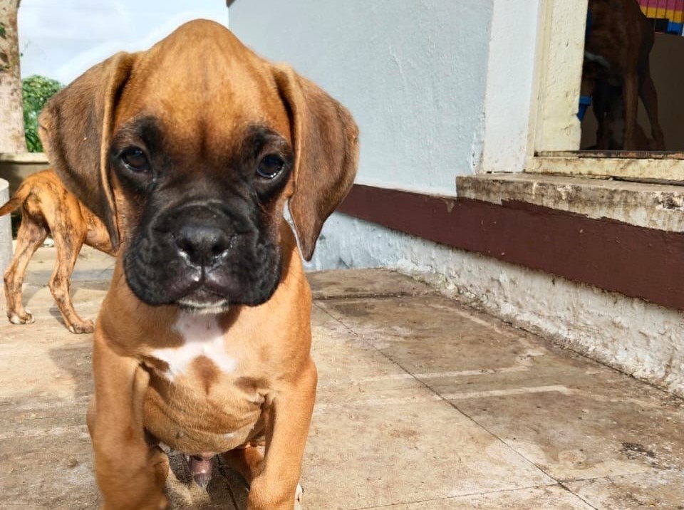 Bangalore’s Top Picks for Boxer Puppies – Make Your Family Complete