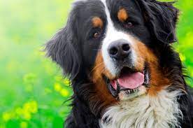 Bernese Mountain Dogs: Majestic Companions with a Heart of Gold