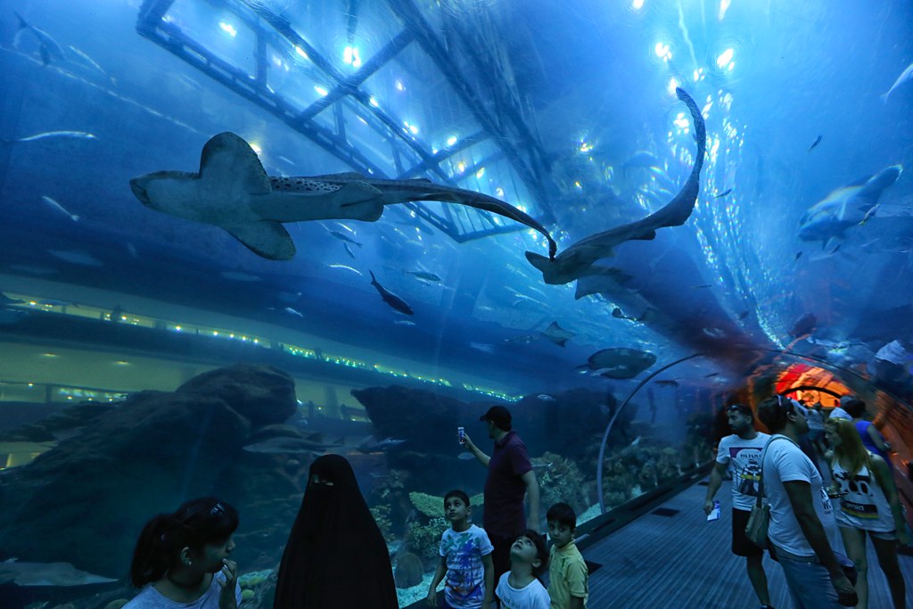 Dive into the Depths: Exploring the Wonders of Dubai Aquarium