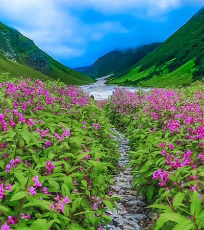  Floral Symphony: Discovering the Valley of Flowers