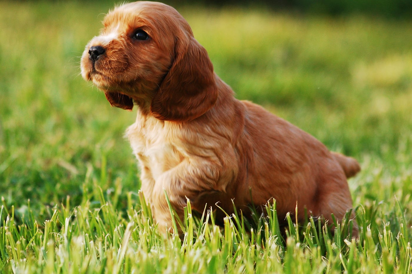 Finding Joy and Companionship: Cocker Spaniel Puppies for Sale in Pune